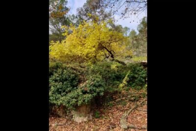 Explora los encantos del otoño en el Preventorio de Alcoy: Un viaje sensorial entre naturaleza y historia 3